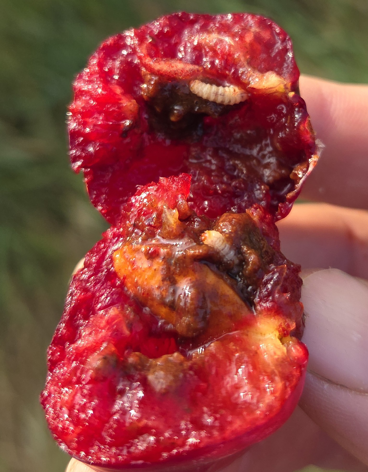 Plum curculio larvae crawling around in a cut-open plum.